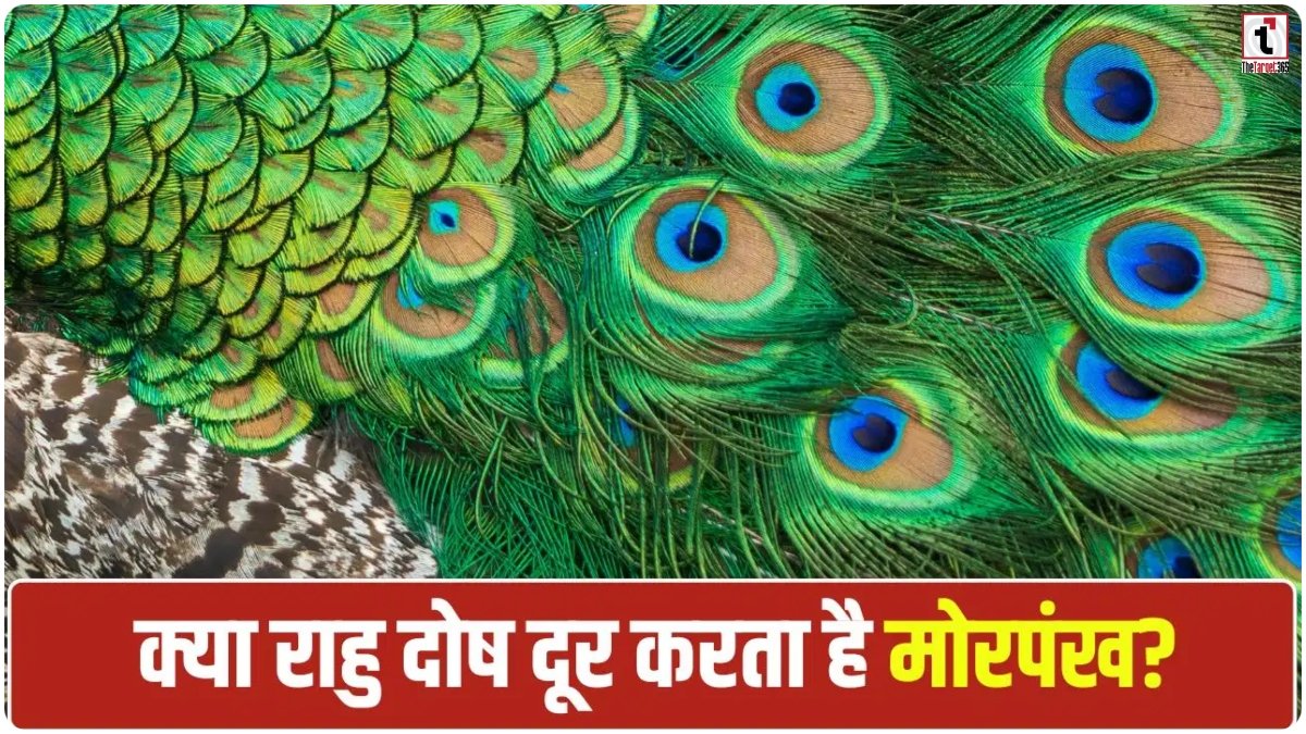 Mor Pankh Benefits
