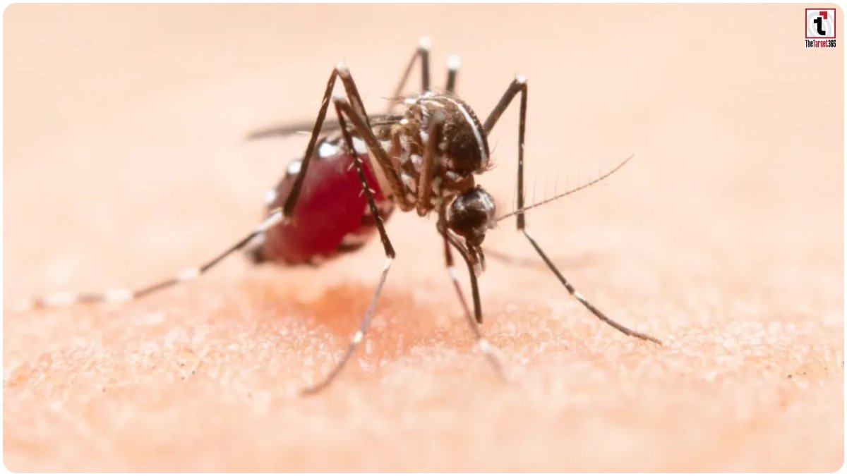 Mosquito Bite