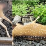 Nagpur News : नागपुर में ट्रेन की चपेट में आने से 6 हिरणों की मौत, मुंबई-हावड़ा रेलवे ट्रैक पर हुआ हादसा