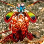 Ocean Mystery : समुद्र का सबसे बड़ा सरप्राइज, आखिर कौन है जिसकी ताकत के आगे बड़े समुद्री जीव भी बेबस?