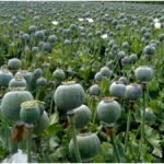 Opium Farming : भारत में सबसे ज्यादा अफीम किस राज्य में उगती है? जानिए खेती, लाइसेंस और लाखों के मुनाफे का सच