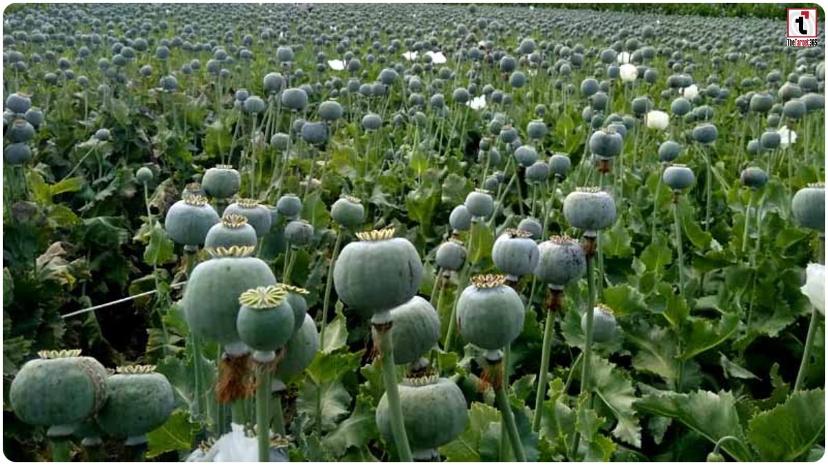 Opium Farming