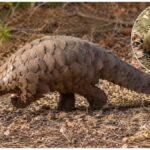 Pangolin Facts: लोहे जैसे शल्क वाला धरती का अनोखा जीव, विलुप्ति के खतरे में क्यों?