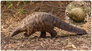 Pangolin Facts