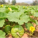 Pumpkin Farming: अपने फार्म हाउस में ऐसे करें कद्दू की खेती, जान लीजिए आसान तरीका