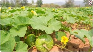 Pumpkin Farming