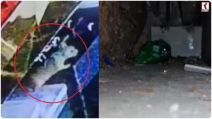 Rat Theft Viral :