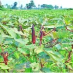 Red Okra Farming : लाल भिंडी की खेती से होगी तगड़ी कमाई, सिर्फ 45 दिन में शुरू होगा शानदार मुनाफा