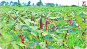 Red Okra Farming