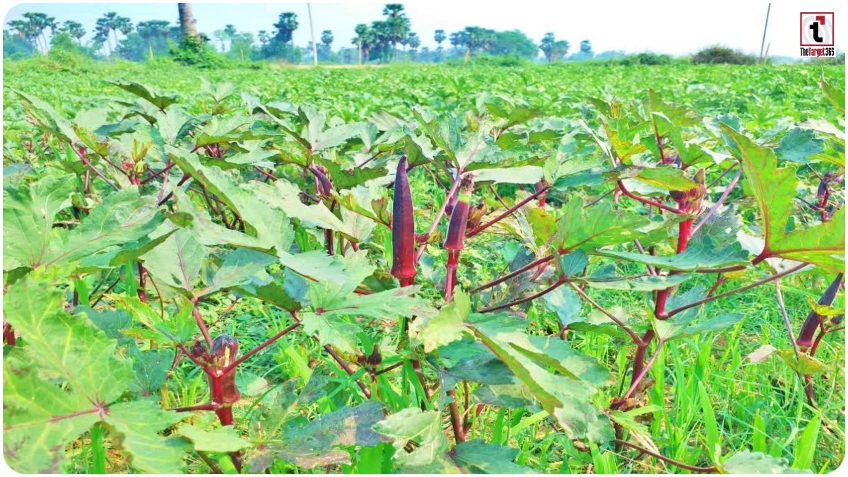 Red Okra Farming