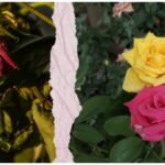 Rose Plant Care Tips: सूखे गुलाब के पौधे में फिर आएगी जान, अपनाएं ये आसान और असरदार उपाय