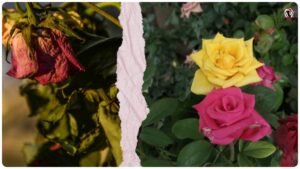 Rose Plant Care Tips