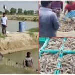 Shrimp Farming Subsidy: झींगा पालन पर सरकार दे रही मदद, ऐसे मिलेगा योजना का लाभ