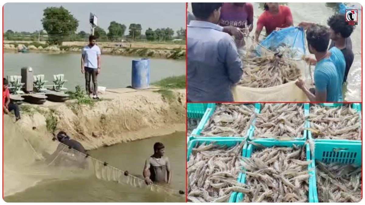 Shrimp Farming Subsidy