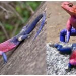 Spider Man Lizard : स्पाइडर-मैन जैसी दिखने वाली छिपकली का रहस्य, लाल सिर और नीले शरीर, जानें रहस्य
