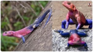 Spider Man Lizard