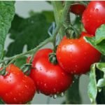 Tomato Farming Tips: बरसात में टमाटर की खेती से कमाएं ज्यादा मुनाफा, अपनाएं ये खास तकनीक