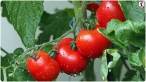 Tomato Farming Tips: