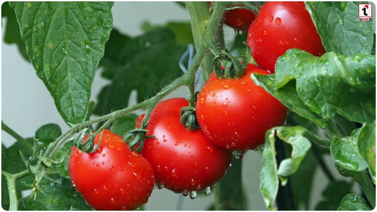 Tomato Farming Tips: