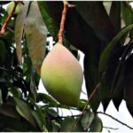 Totapuri Mango Farming: भारत में सबसे ज्यादा कहां उगता है तोतापुरी आम, जानें खेती का आसान तरीका