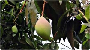 Totapuri Mango