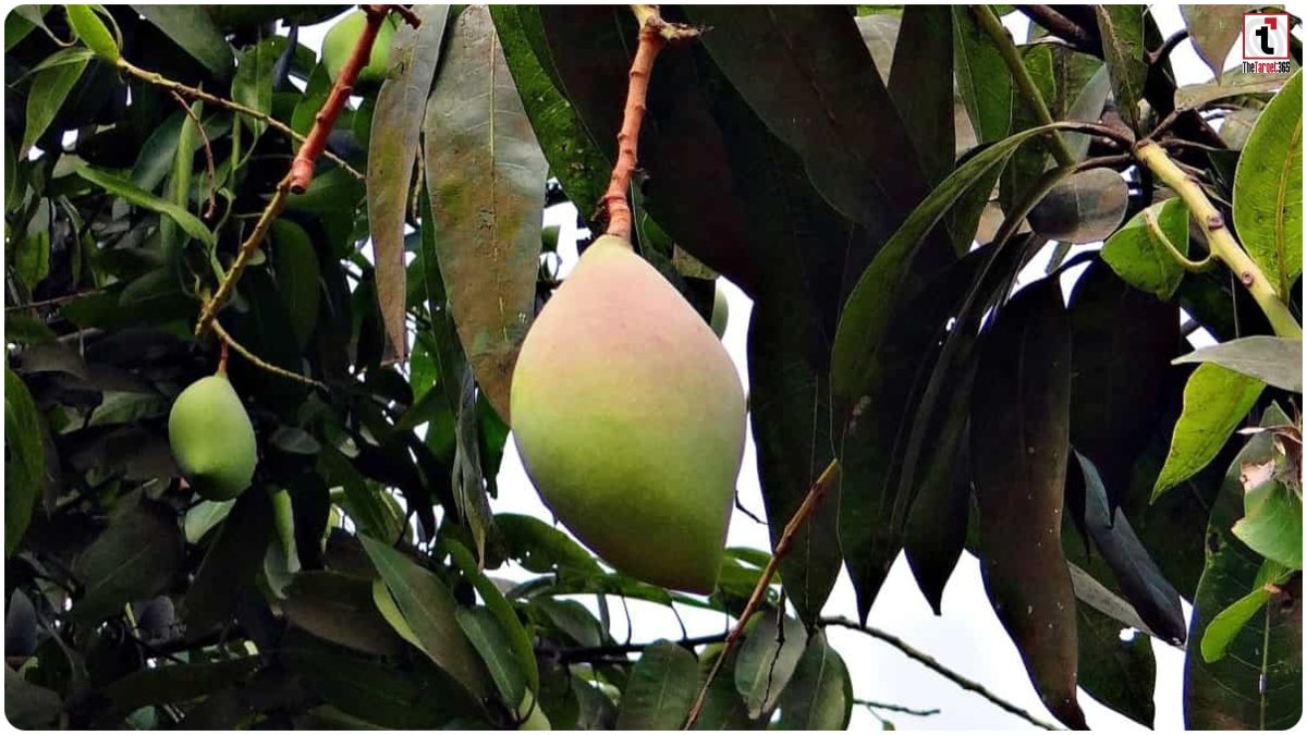 Totapuri Mango
