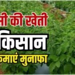 Tulsi Farming Tips : तुलसी की खेती में सफलता चाहिए, कृषि वैज्ञानिक की ये सलाह जरूर मानें