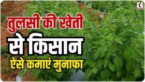 Tulsi Farming Tips