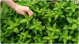 Van Tulsi Benefits