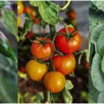 Vegetable Farming Subsidy: मॉनसून में उगाएं ये 3 सब्जियां, सरकार देगी प्रति हेक्टेयर 24 हजार रुपये