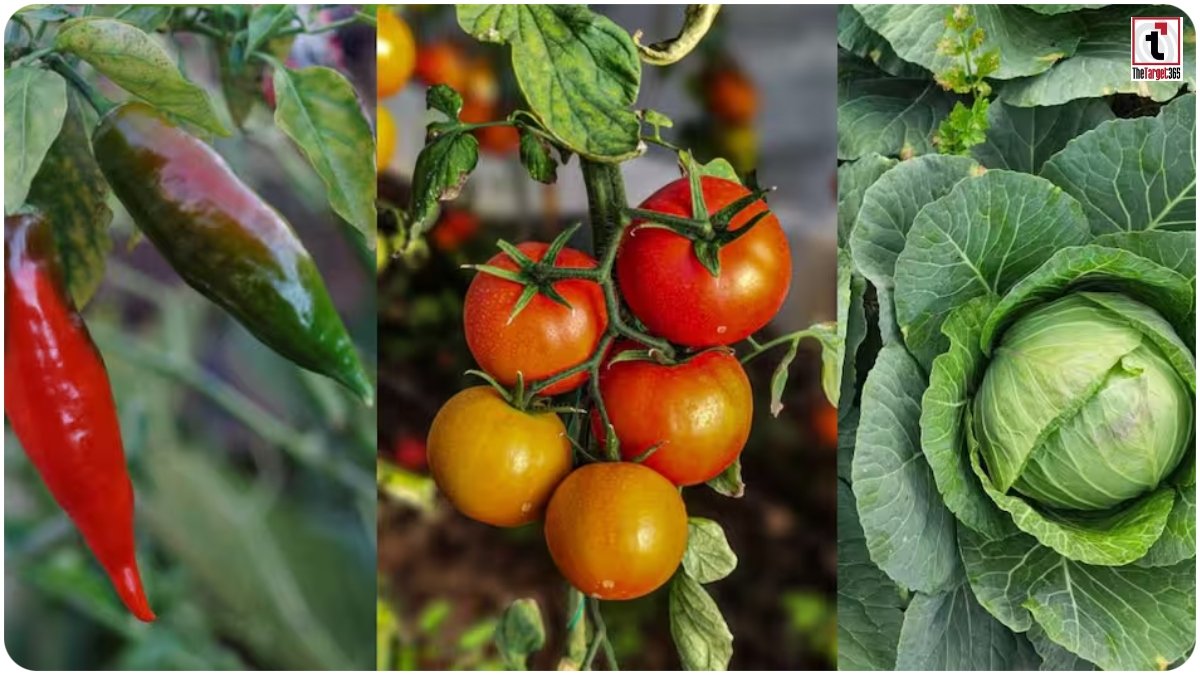 Vegetable Farming Subsidy