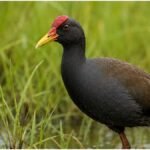 Watercock Bird : मानसून का संदेशवाहक पक्षी वाटरकॉक फिर लौटा, बस्तर के खेतों में बढ़ी रौनक और खुशी