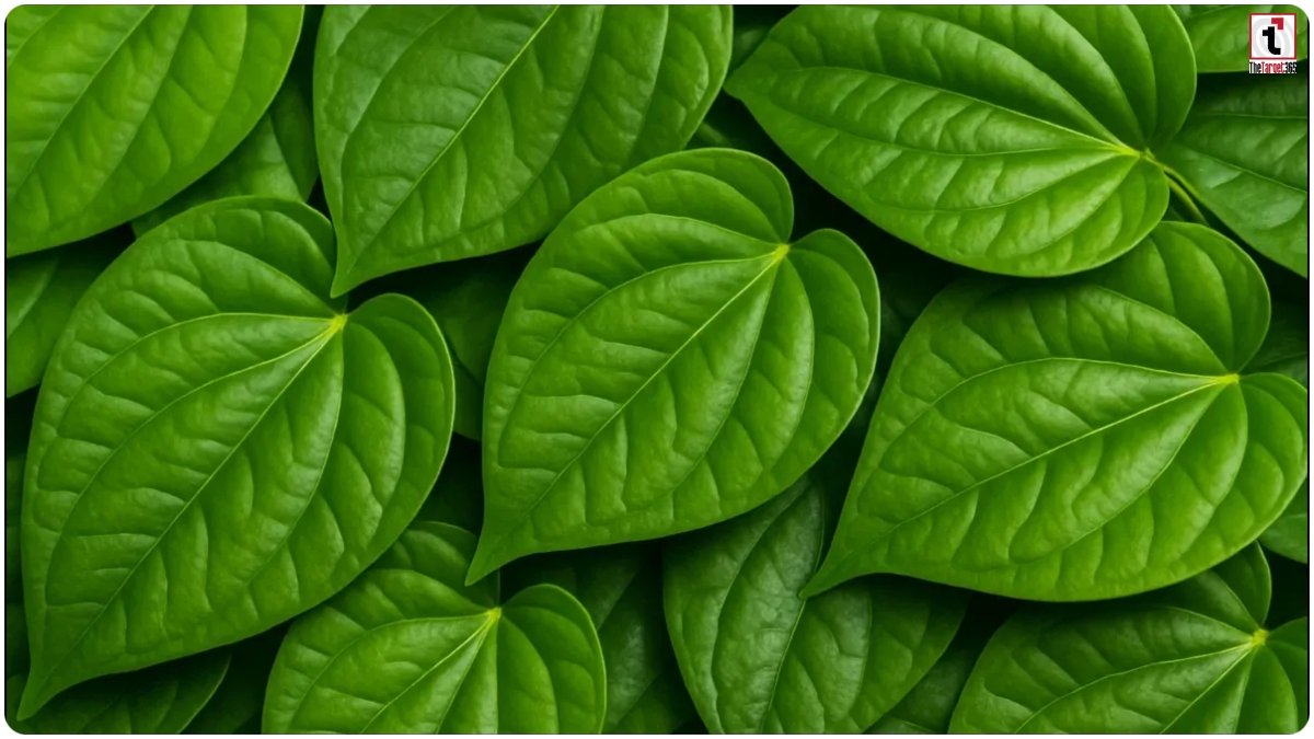 Betel Leaf Benefits