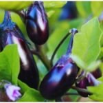 Brinjal Farming: VNR 212 बैंगन की हाइब्रिड किस्म से 40 हजार तक मुनाफा, जानें खेती का तरीका