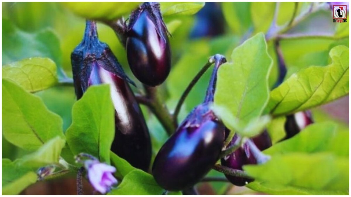 Brinjal Farming