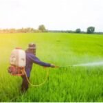 Carbosulfan Ban: कार्बोसल्फान पर रोक लगा सकती है सरकार, धान-कपास किसानों पर क्या होगा असर?