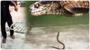 Checkered Keelback