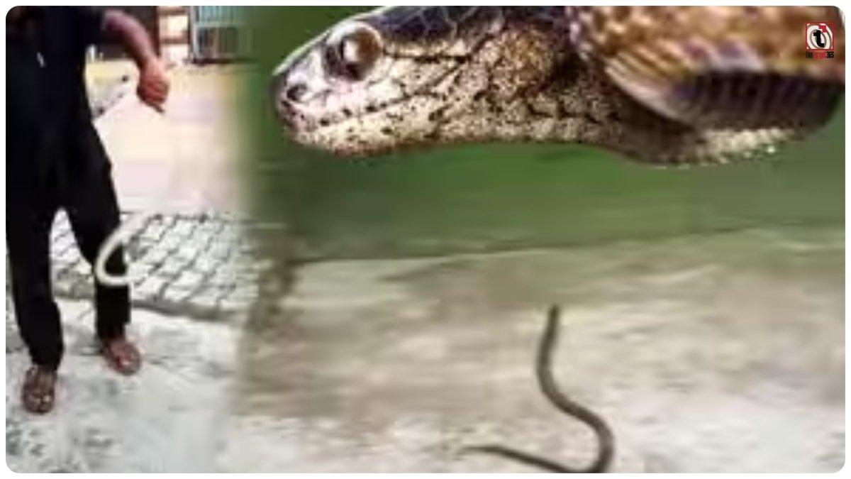 Checkered Keelback