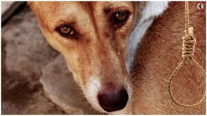 Chhotu Dog Case