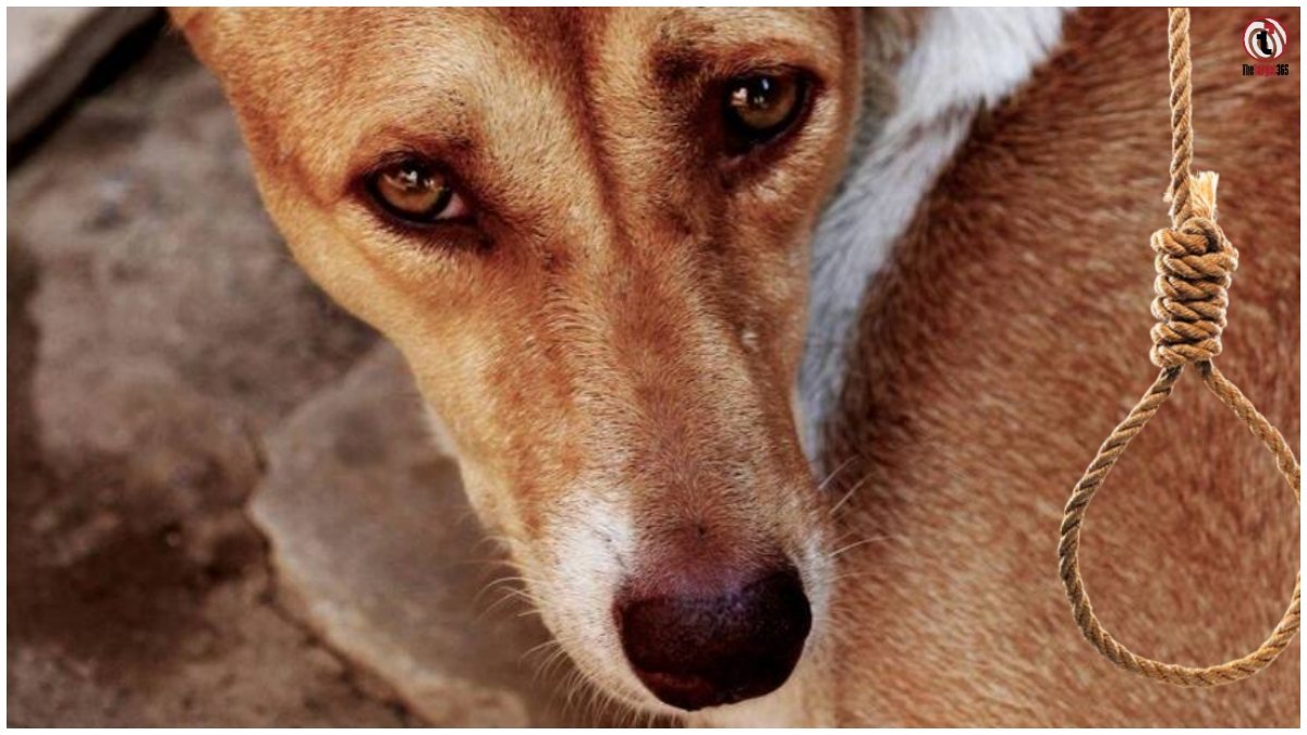 Chhotu Dog Case