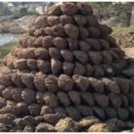 Cow Dung Online Business: गोबर के उपले ऑनलाइन बेचकर कमाएं हजारों, जानिए शुरू करने का आसान तरीका