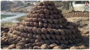 Cow Dung Online Business