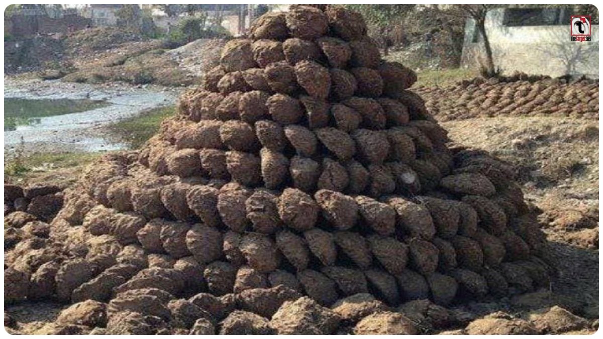 Cow Dung Online Business