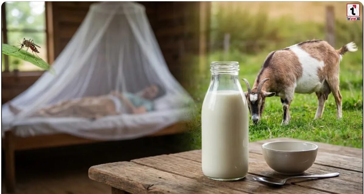 Dengue Goat Milk
