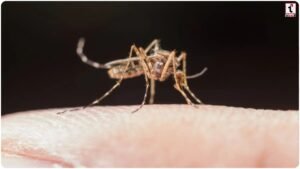 Dengue Prevention