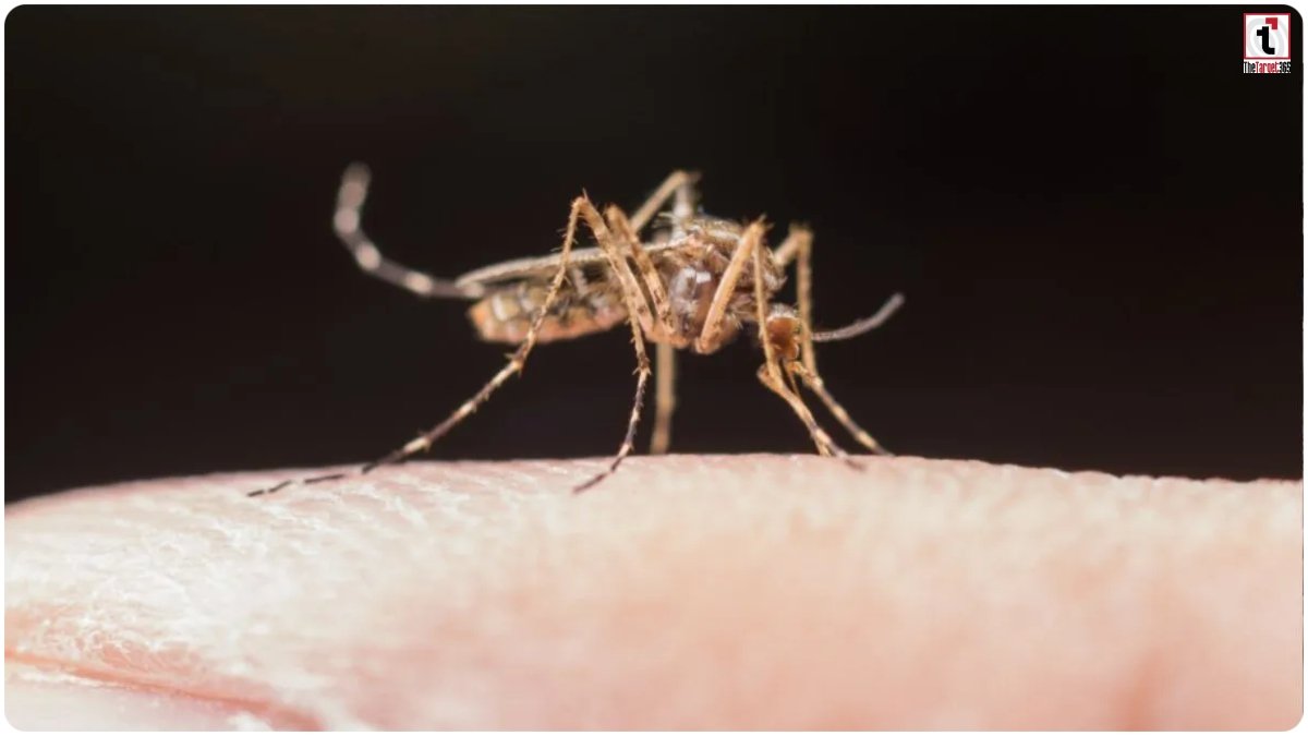 Dengue Prevention