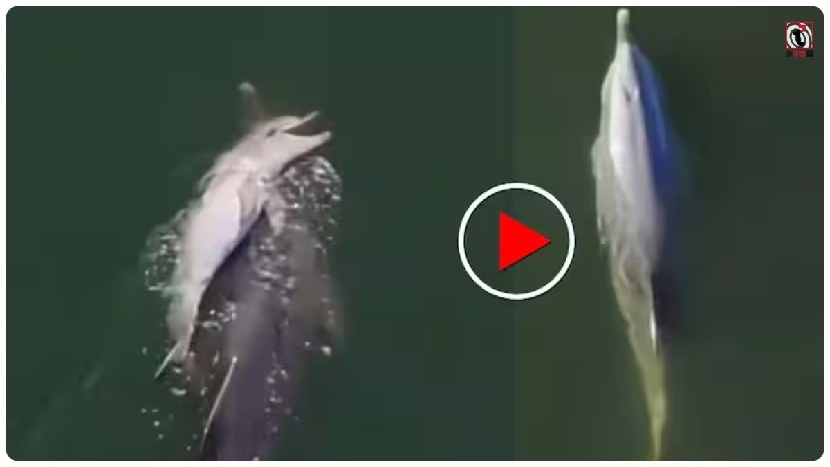 Dolphin Emotional Video