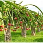 Dragon Fruit Farming: इस मौसम में लगाएं ड्रैगन फ्रूट, बंपर पैदावार के लिए जानें जरूरी टिप्स