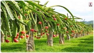 Dragon Fruit Farming: 