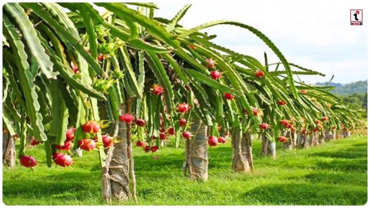 Dragon Fruit Farming: 